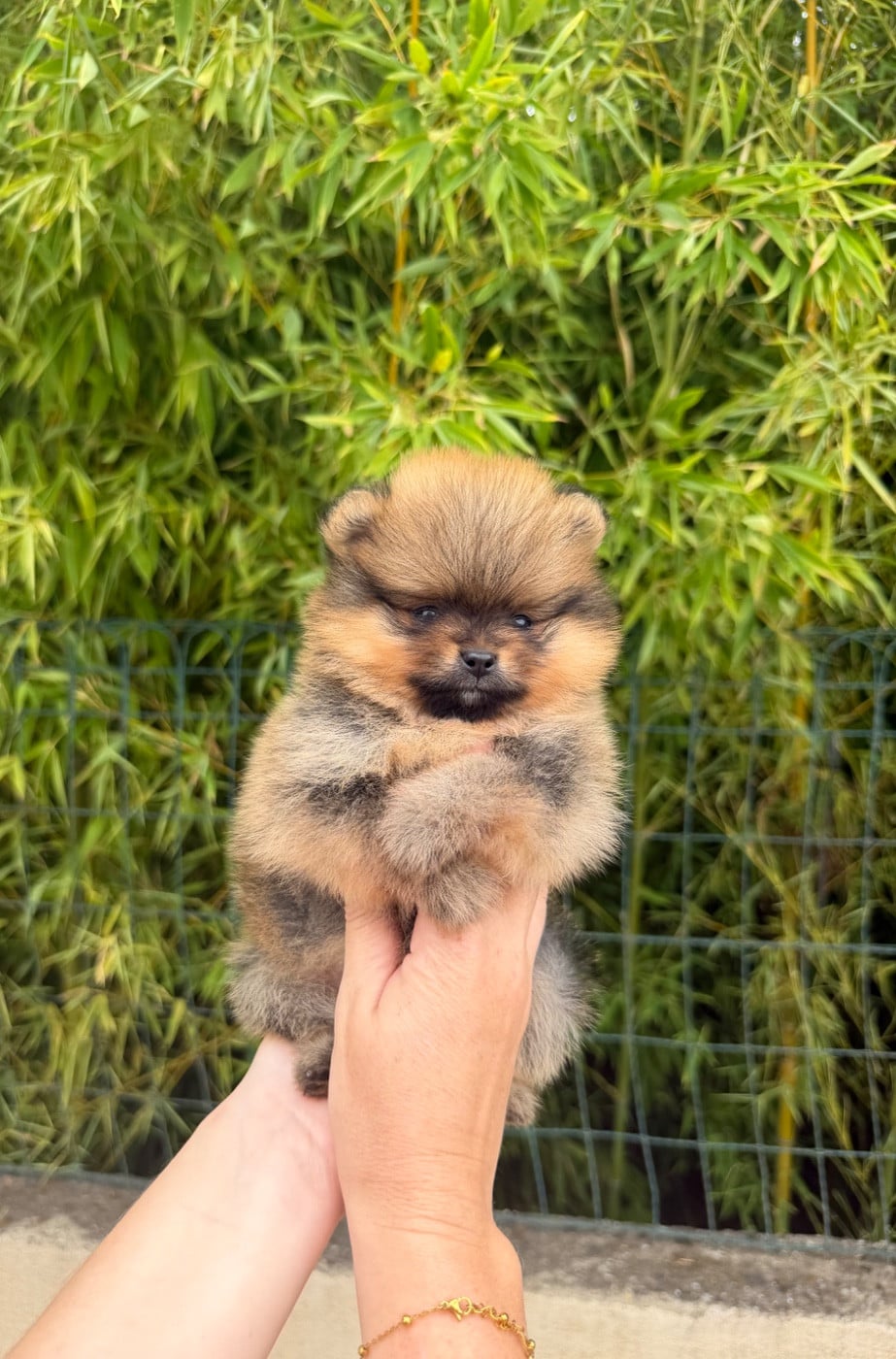Chiot N°3