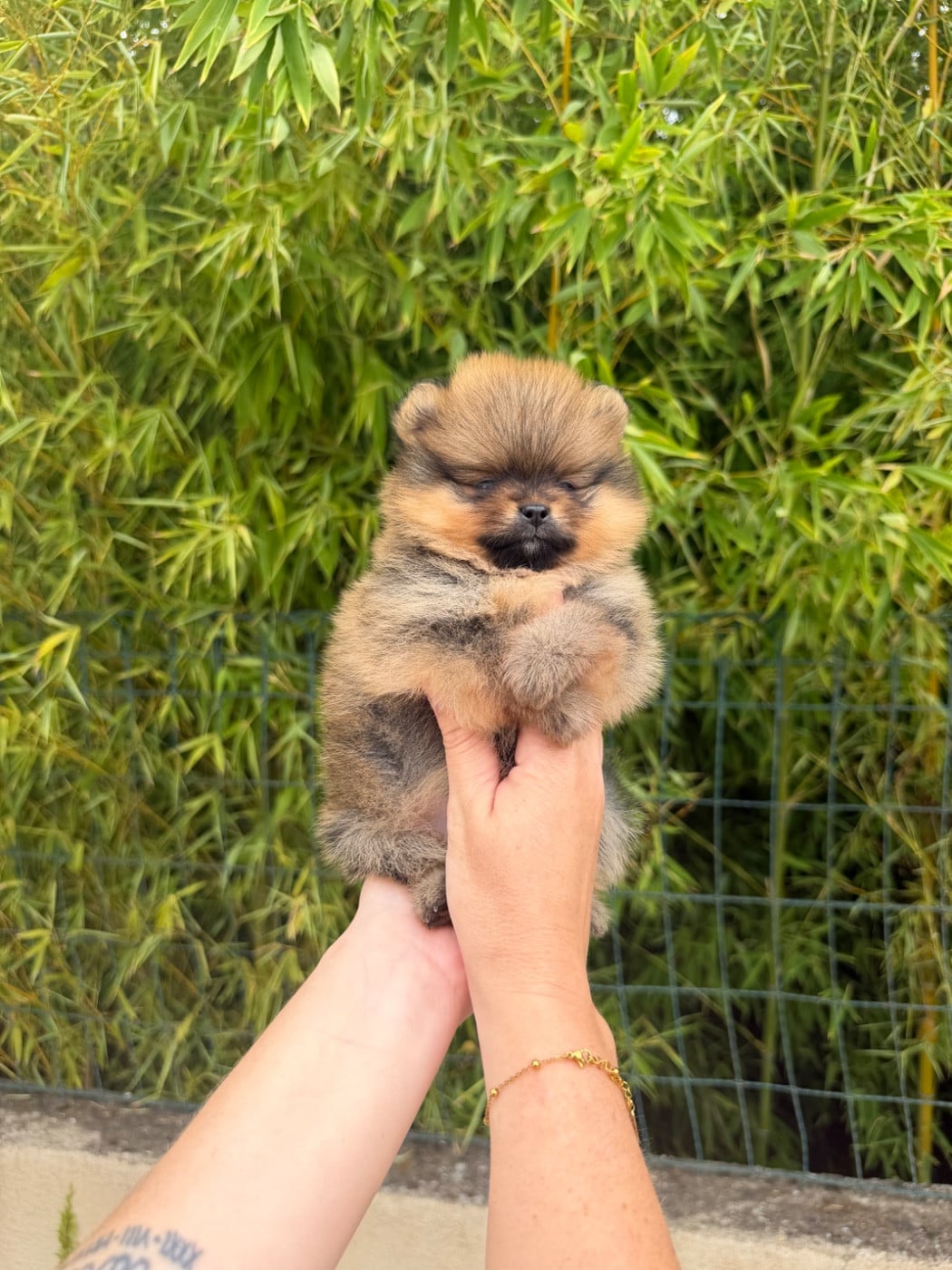 Chiot N°3