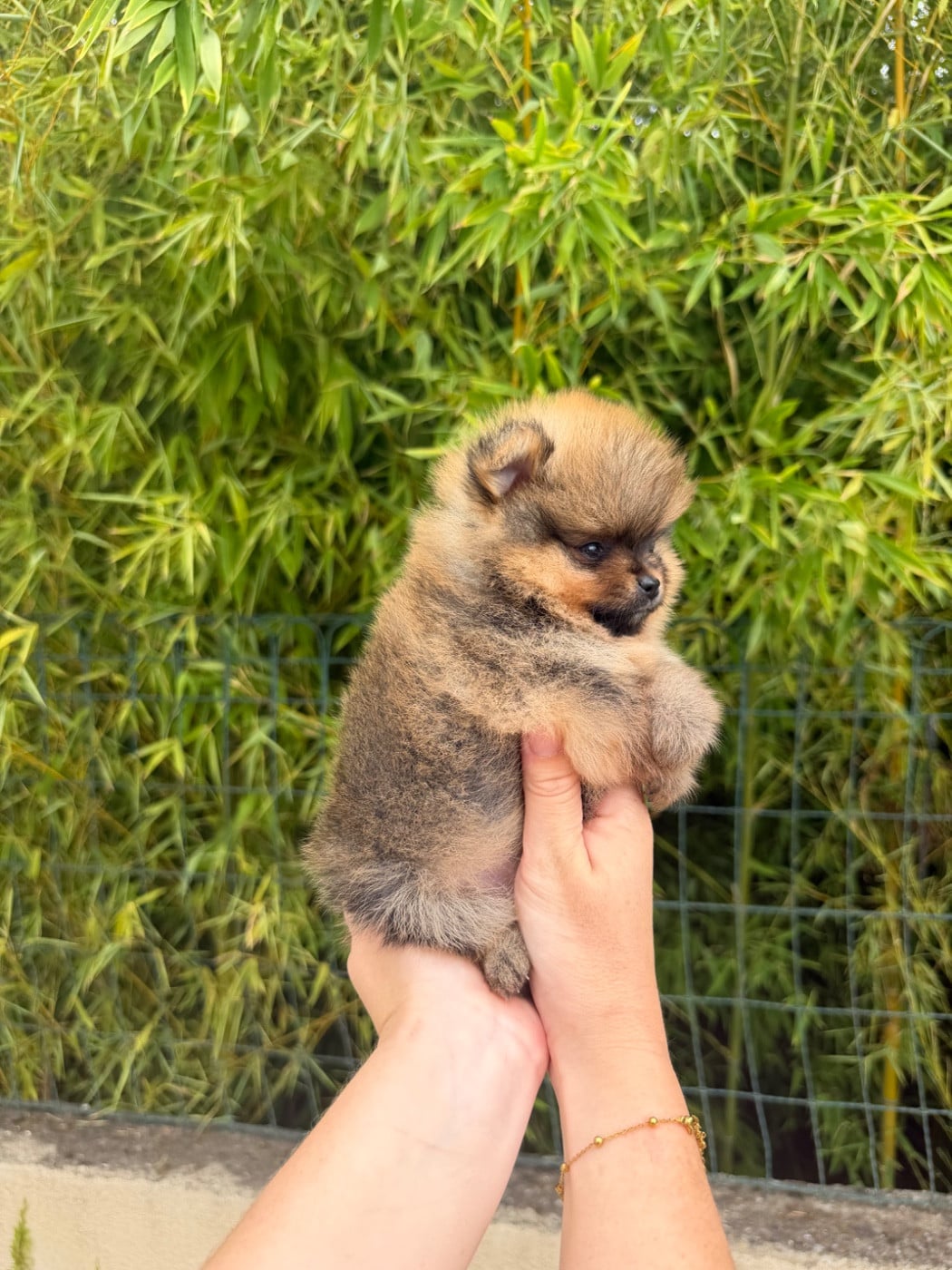 Chiot N°3