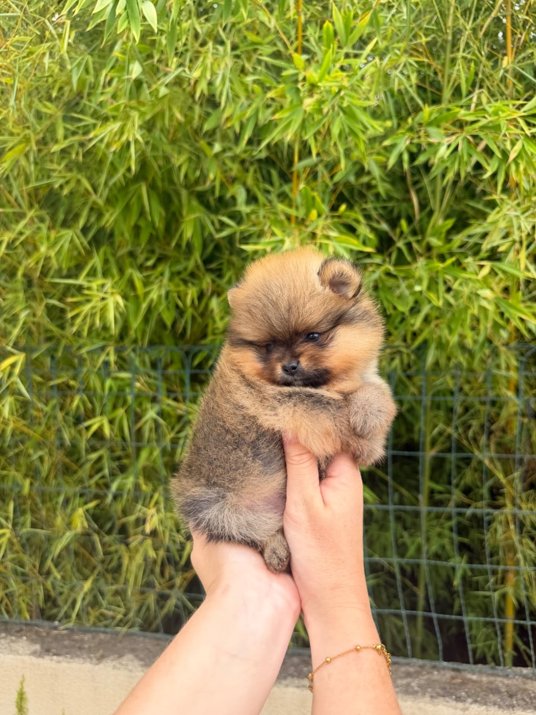 Chiot N°3
