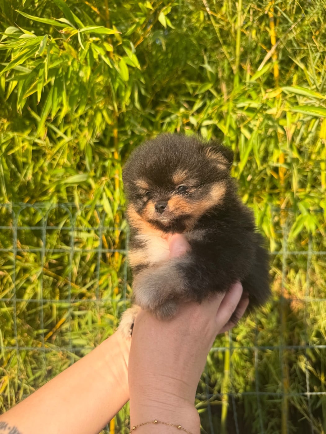 Chiot N°2