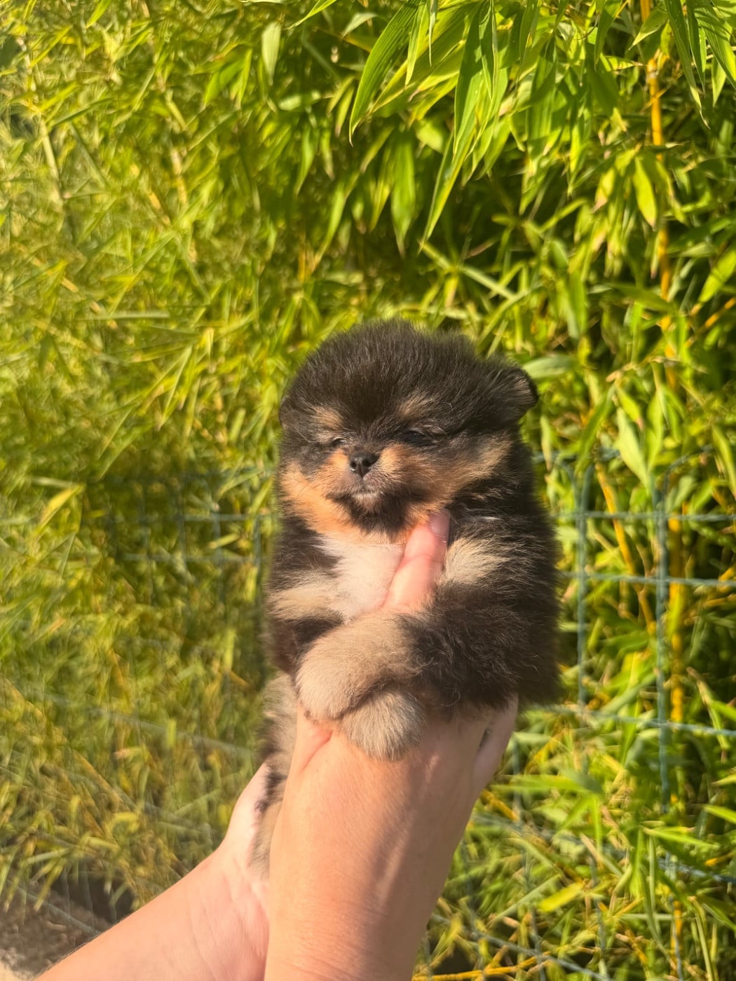 Chiot N°2