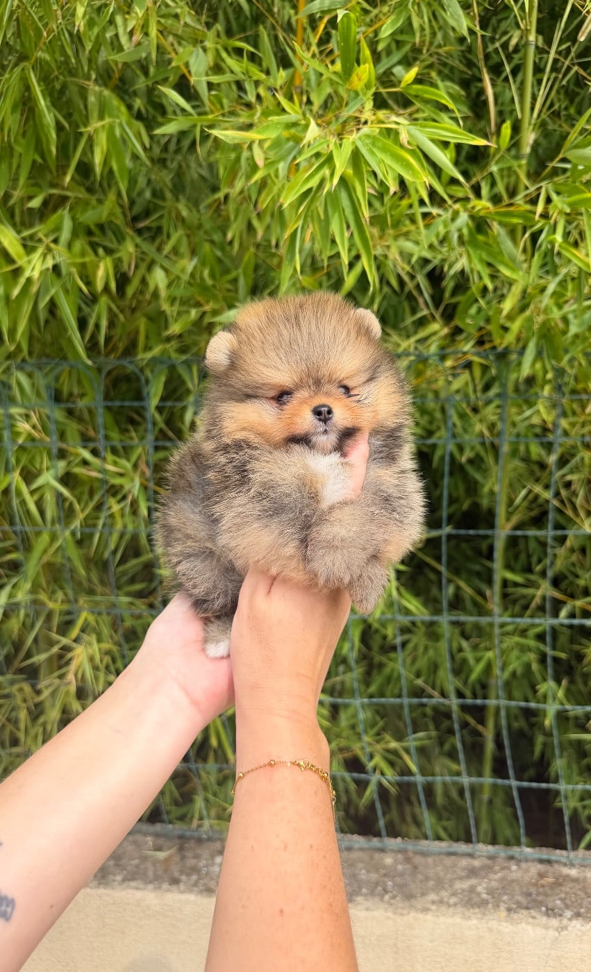Chiot N°1