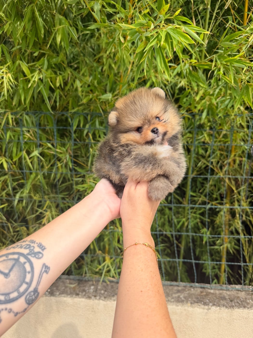 Chiot N°1