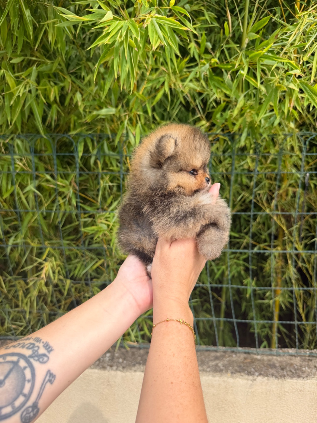Chiot N°1