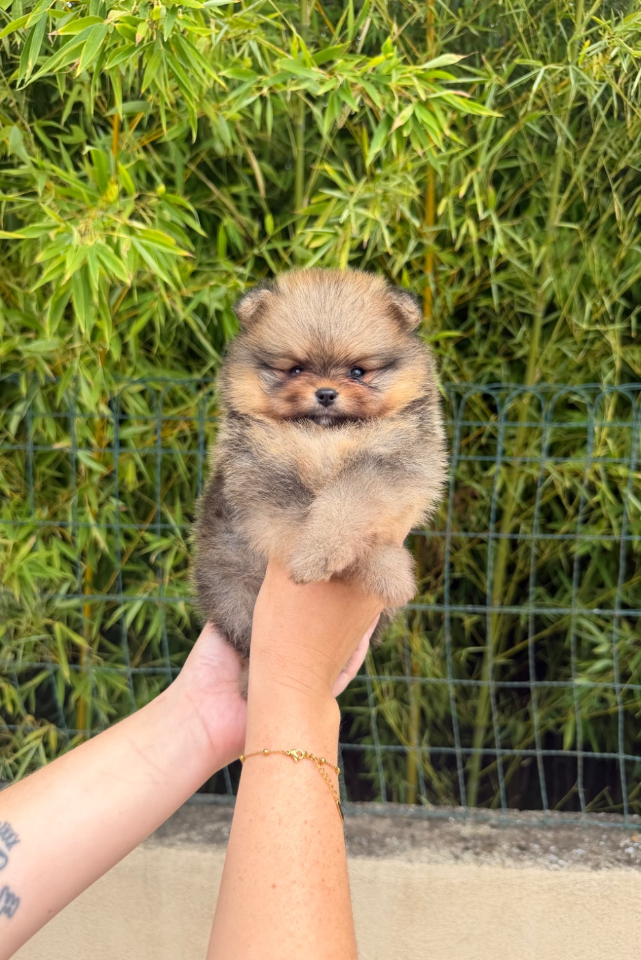 Chiot N°2