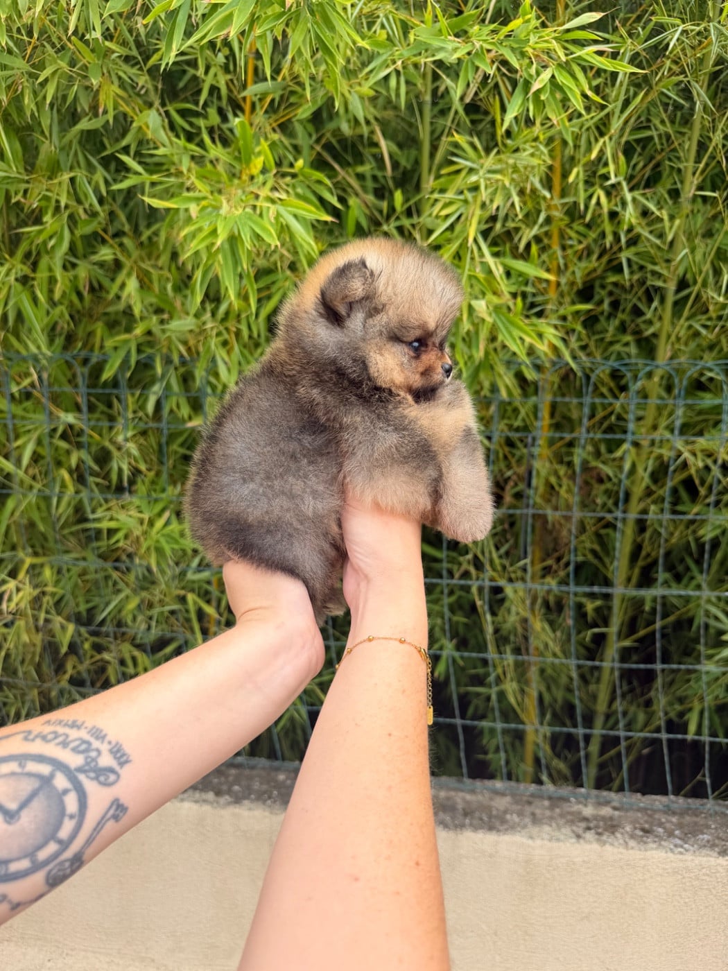 Chiot N°2
