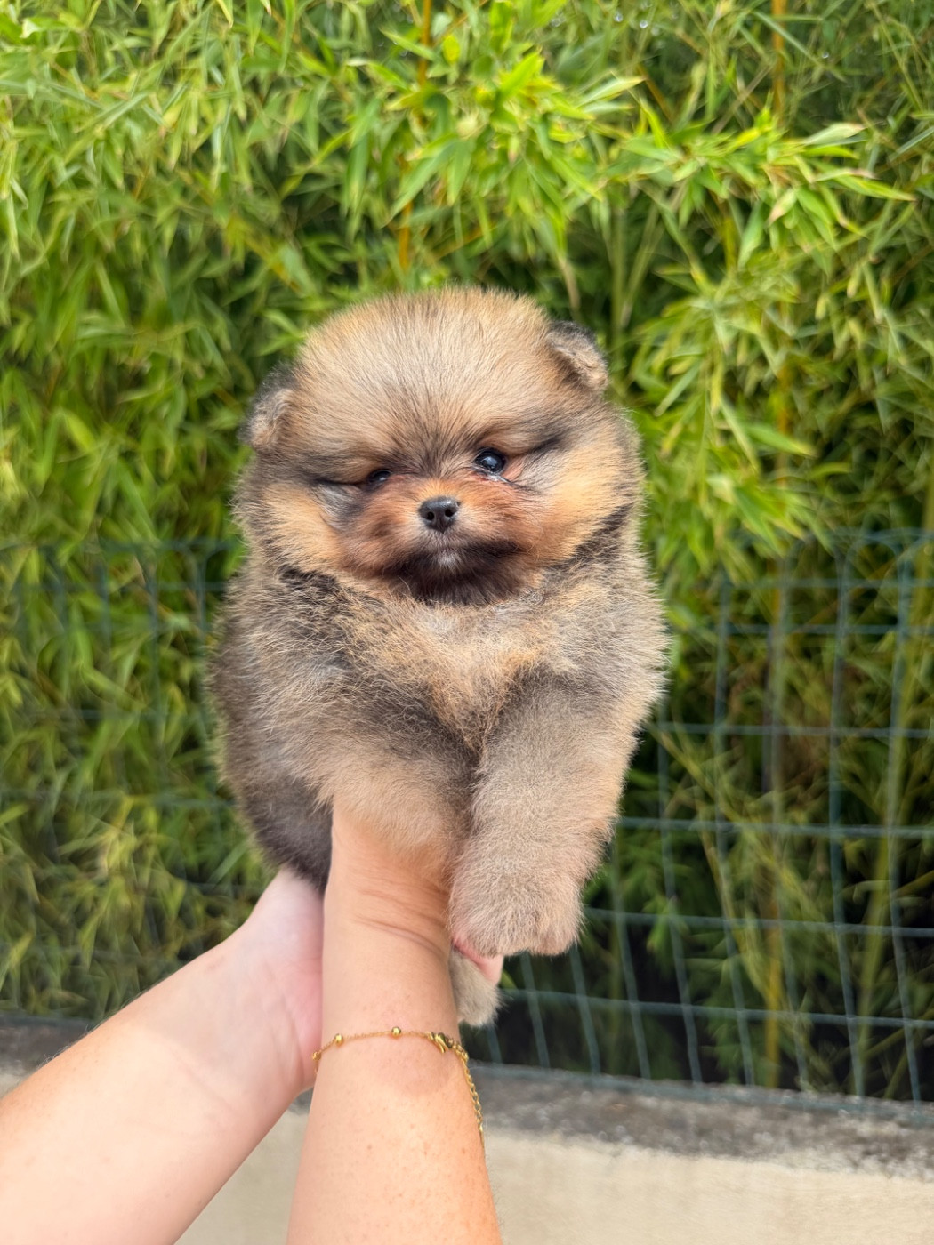 Chiot N°2