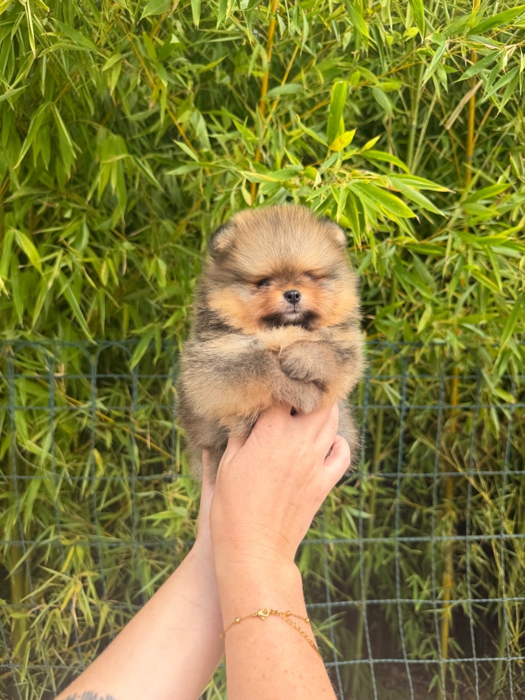 Chiot N°3