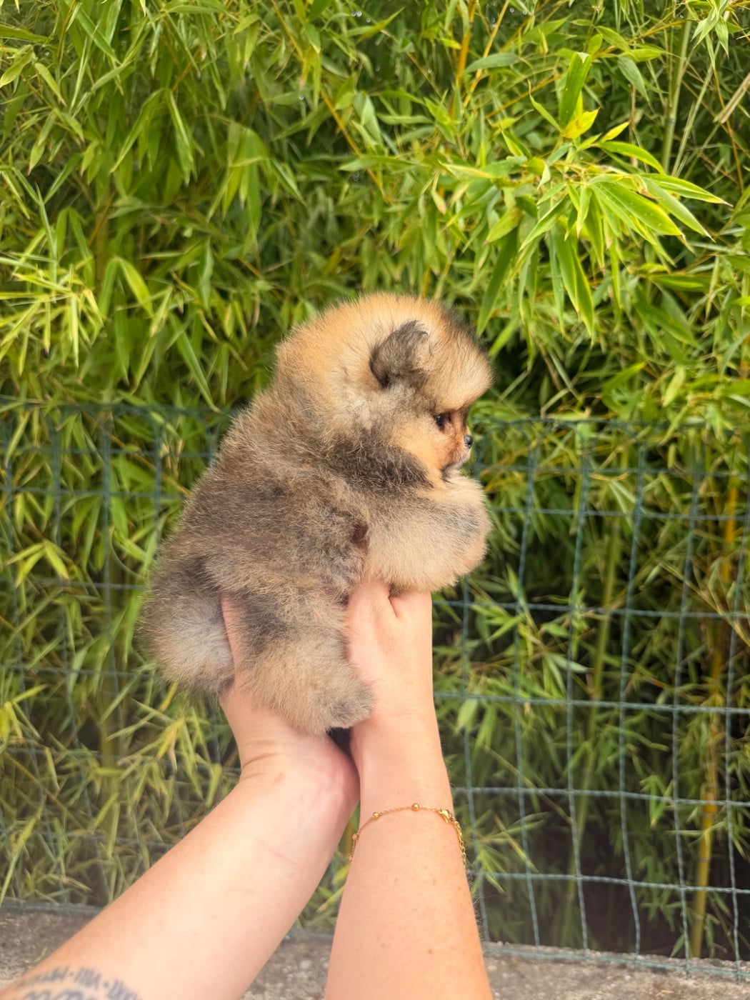 Chiot N°3