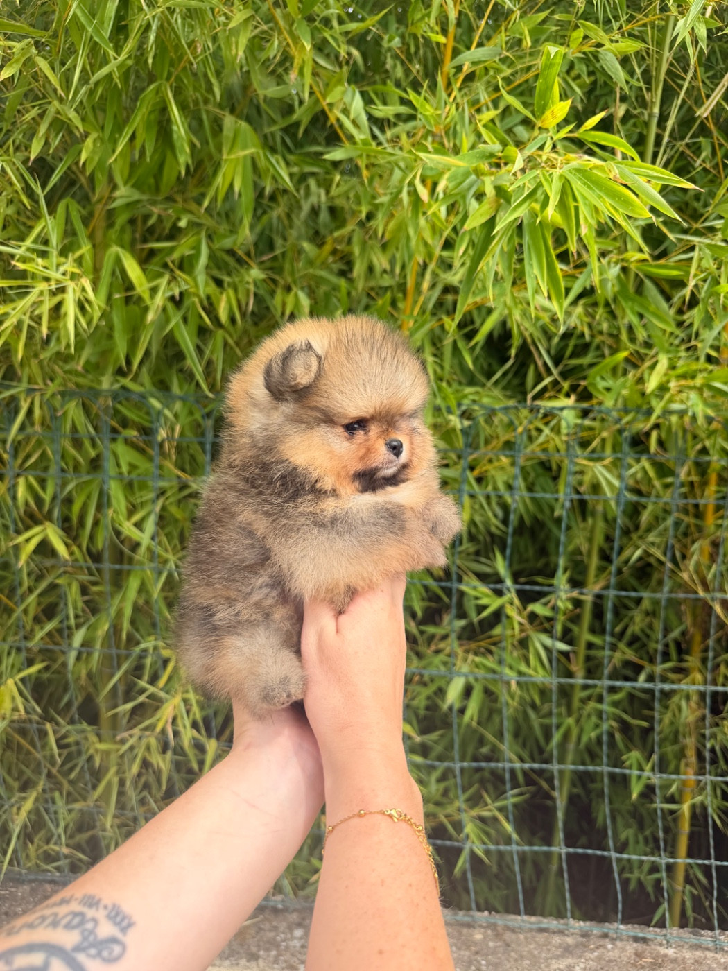 Chiot N°3