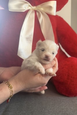 Les chiots de Spitz allemand