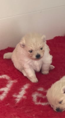 Les chiots de Spitz allemand