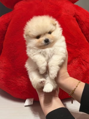 Les chiots de Spitz allemand