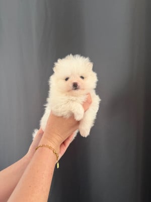 Les chiots de Spitz allemand