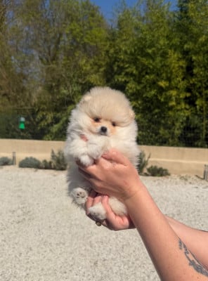 Les chiots de Spitz allemand