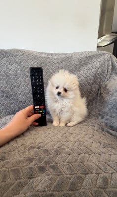 Les chiots de Spitz allemand