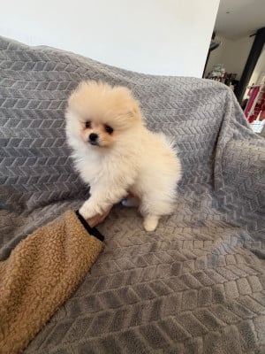 Les chiots de Spitz allemand