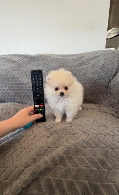 Les chiots de Spitz allemand