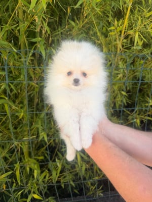 Les chiots de Spitz allemand