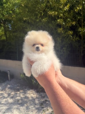 Les chiots de Spitz allemand