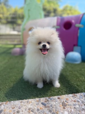 Les chiots de Spitz allemand