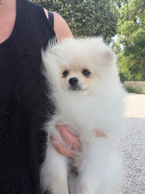 Les chiots de Spitz allemand