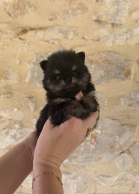 Les chiots de Spitz allemand