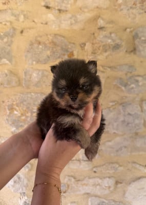 Les chiots de Spitz allemand