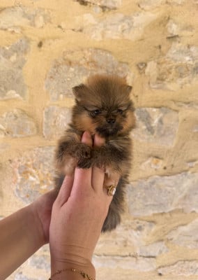 Les chiots de Spitz allemand