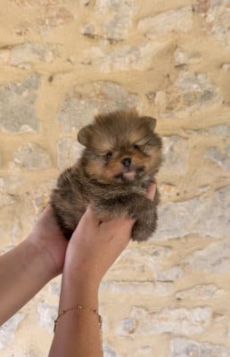 Les chiots de Spitz allemand