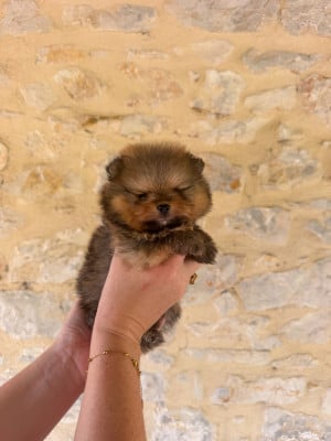 Les chiots de Spitz allemand