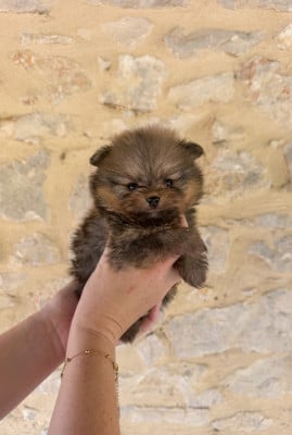 Les chiots de Spitz allemand