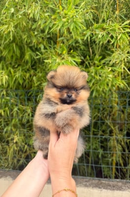 Les chiots de Spitz allemand