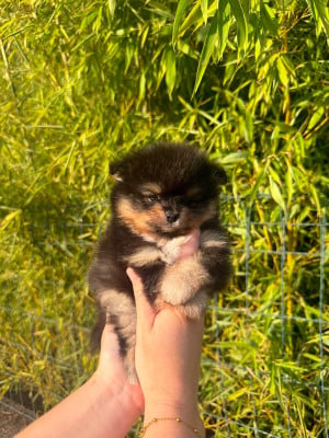 Les chiots de Spitz allemand