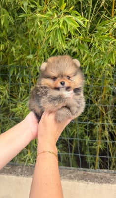 Les chiots de Spitz allemand