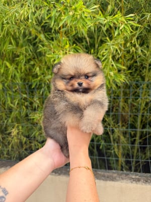 Les chiots de Spitz allemand
