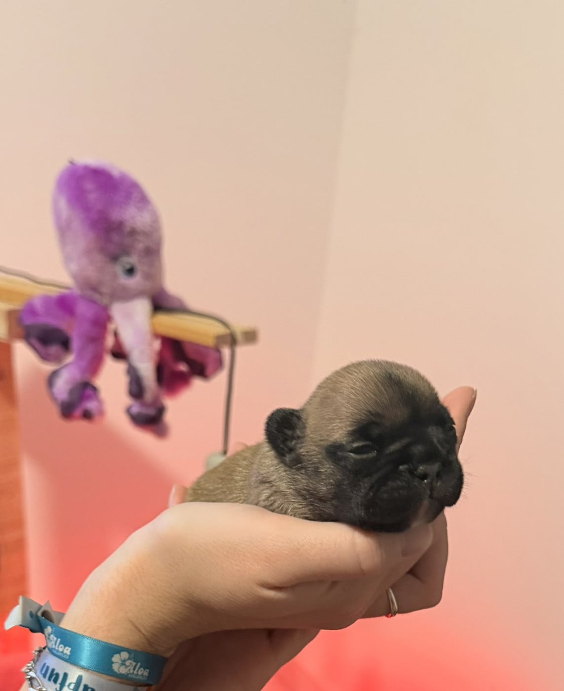 Chiot N°4 - Bouledogue français