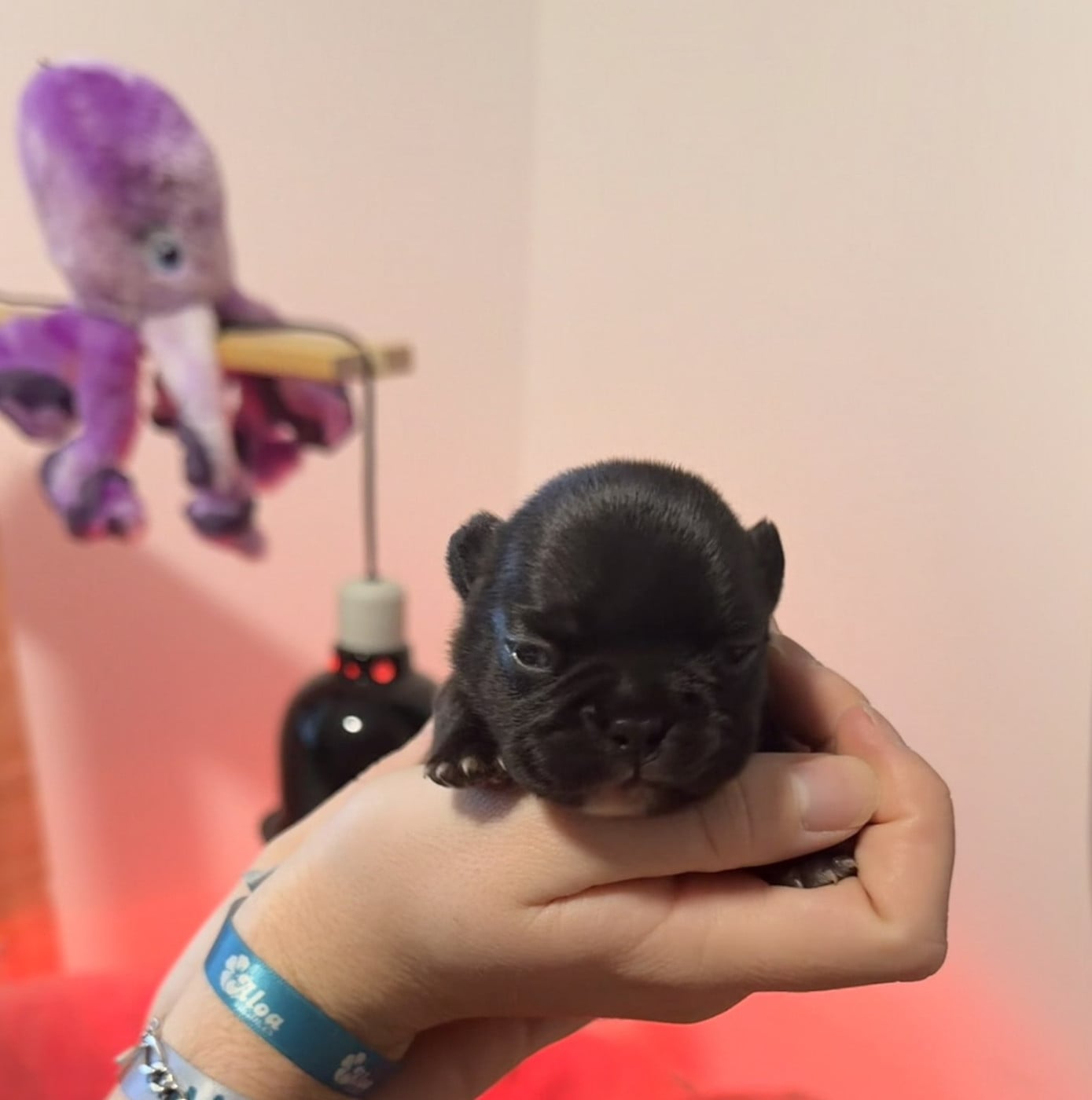 Chiot N°5 - Bouledogue français