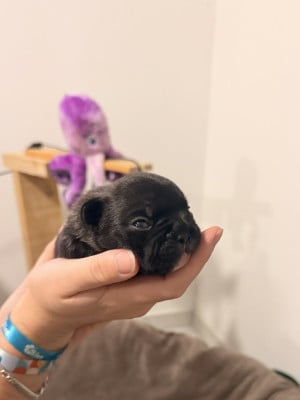 Les chiots de Bouledogue français