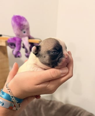Les chiots de Bouledogue français