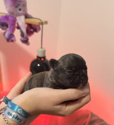 Les chiots de Bouledogue français