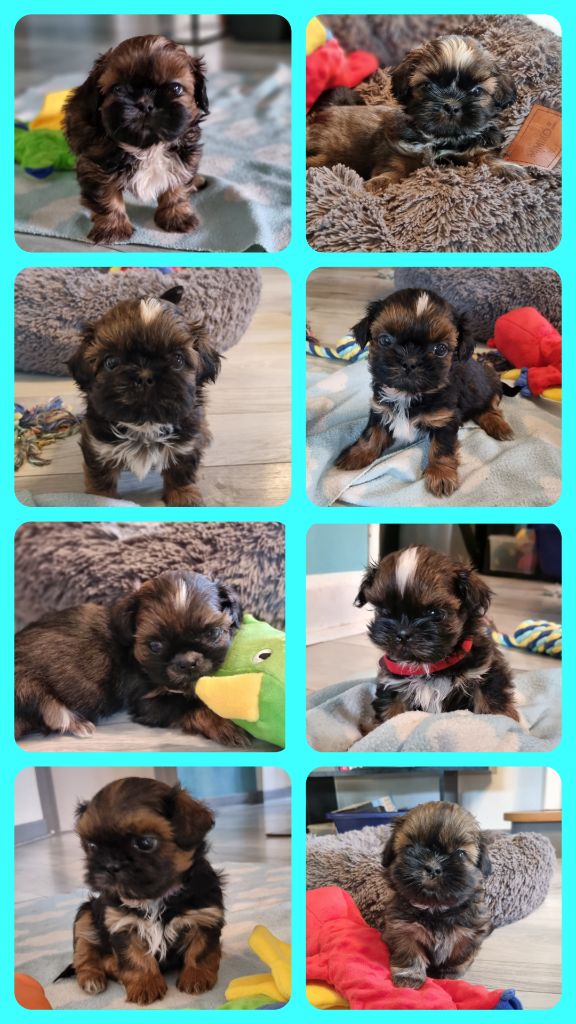 Shih Tzu - The Dream Of Phoenix