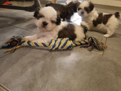 Les chiots de Shih Tzu