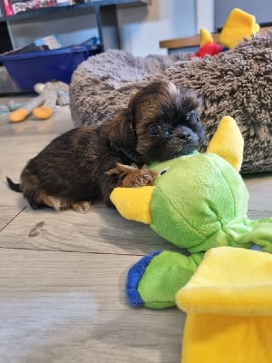 Les chiots de Shih Tzu