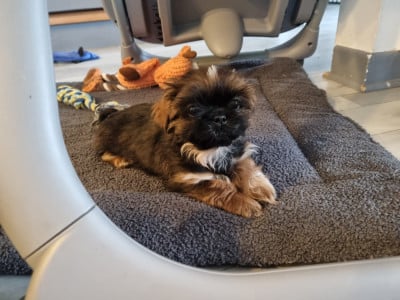 Les chiots de Shih Tzu