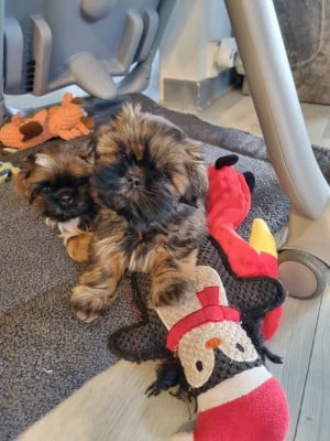 Les chiots de Shih Tzu