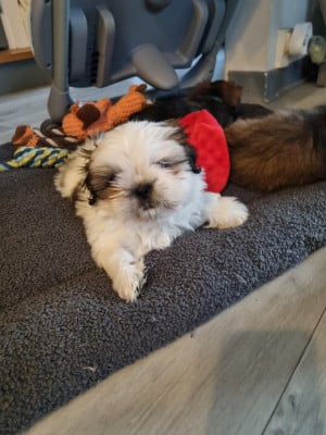 Les chiots de Shih Tzu