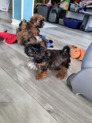 Les chiots de Shih Tzu