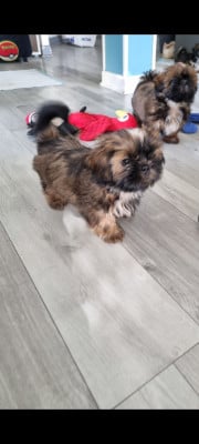 Les chiots de Shih Tzu